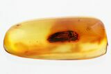 Detailed Fossil False Click Beetle (Eucnemidae) in Baltic Amber #346595-1